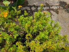 5) Marmalade Potentilla