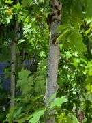 Northern Red Oak