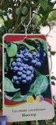 Bluecrop Blueberry Tree