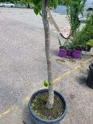 Shade Tree