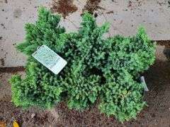6) Blue Star Juniper