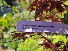 Japanese Maple