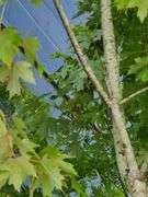 London Planetree