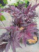 4) Actaea Black Negligee