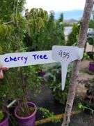 Cherry Tree