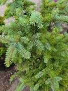 Picea Evergreen, Little Giant Arborvitae