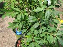 3) Burning Bush Euonymus