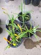 4) Hemerocallis Happy Returns
