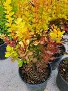 3) Orange Torch Barberry