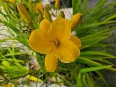 6) Daylily