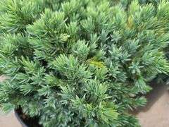 4) Blue Star Juniper