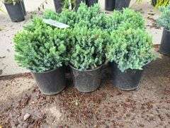6) Blue Star Juniper