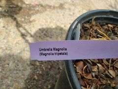 Umbrella Magnolia