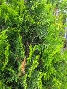 2) Emerald Green Arborvitaes