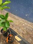 2) Fringe Tree