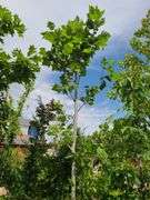 Northern Red Oak