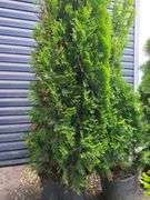 2) Emerald Green Arborvitaes