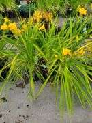 6) Daylily