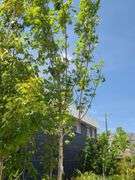 Red Oak