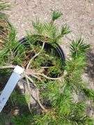 Mugo Pine, Western White Pine