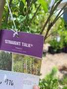 6) Straight Talk Privets