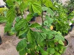 2) Raspberry Bushes