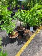 3) Old Fashioned Lilac Plants
