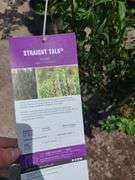 Straight Talk Privet, European White Birch