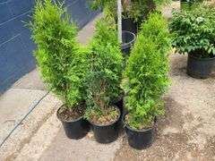 6) Skybound Arborvitae