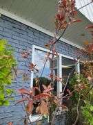 Flowering Crabapple