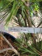 Austria Pine