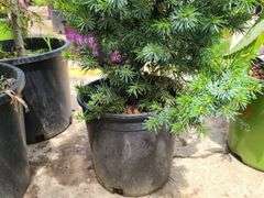 Pine