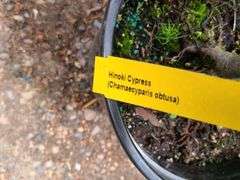 2) Hinoki Cypress