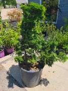 Chamaecyparis Obtusa