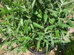 Bush