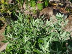 Bush