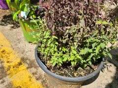 Japanese Spirea