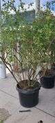 Okushimo Upright Green Japanese Maple