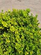 Green Beauty Boxwood