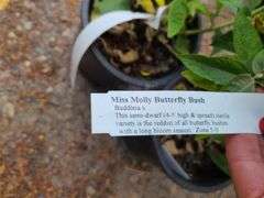 3) Miss Molly Butterfly Bush