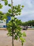 London Plane Tree