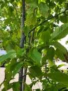 Hornbeam Tree