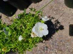 3) Bellflower