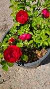 Rose Bush