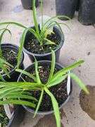 4) Hemerocallis Happy Returns