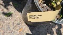 2) Little Leaf Linden