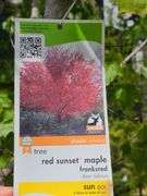 Red Sunset Maple