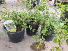 3) Cotoneaster Coral Beauty