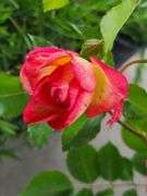 3) Rose Bush