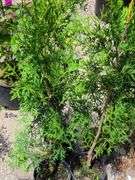 4) Green Giant Arborvitaes